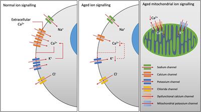 Relationships Between Ion Channels, Mitochondrial Functions and Inflammation in Human Aging